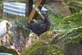 Black chicken standing on mossy rock