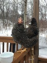 Black Chicken un Winter, Hen, Poultry, Snow, Wild, Forest, Countryside, Country, Rustic, Animal