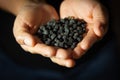 Black chickpea Murgia cece nero Royalty Free Stock Photo