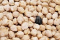 black chickpea Royalty Free Stock Photo