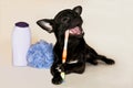 Black chihuahua brushing his teeth and shampoo Royalty Free Stock Photo