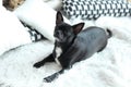 Black chihuahua cobby with pillows on light background