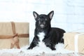 Black chihuahua cobby with gifts on light background