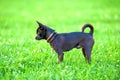 Black chihuahua dog on green grass