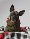 Black chihuahua wearing sweater head cocked