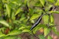 Black chilaca growing