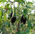 Black chili on the green tree.