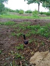 A black chimney and a photo of her standing in my field. Royalty Free Stock Photo