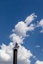 Black chimney silhouetted against a blue sky Royalty Free Stock Photo