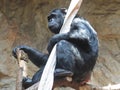 Black Chimp Chimpanzee Monkey Ape Animal Sitting and Holding Hose