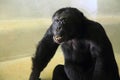black chimp monkey