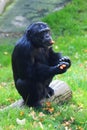 black chimp monkey