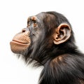 Innovative Techniques And Absurdist Installations: Close-up Portraits Of Chimpanzees Royalty Free Stock Photo