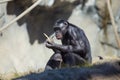 Black Chimpanzee Eating