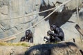 Black Chimpanzee Eating