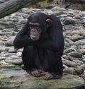 Black chimpanzee monkey sitting thoughtful in a zoo