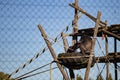 Black chimpanzee on a wooden playground in captivity