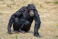 Black chimpanzees monkey leaving in safari park close up