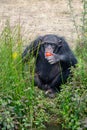 Black chimpanzees monkey leaving in safari park close up