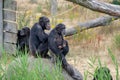 Black chimpanzees monkey leaving in safari park close up