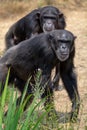 Black chimpanzees monkey leaving in safari park close up