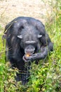 Black chimpanzees monkey leaving in safari park close up