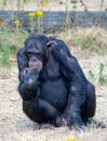 Black chimpanzees monkey leaving in safari park close up