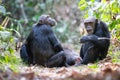 Black Chimpanzees sitting on the ground in Gombe Stream National Park