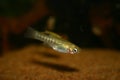 Black chin livebearer Royalty Free Stock Photo