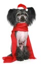 Black Chinese Crested Dog in red scarf