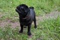Black chinese pug puppy is standing on a spring meadow. Dutch mastiff or mops. Pet animals.