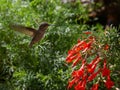 Black-chinned Female Hummingbird around San Francisco, California, USA.