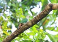 Black-chinned Fruit Dove