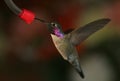 Black Chinned Hummingbird - 1