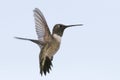 Black-chinned Hummingbird