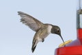 Black-chinned Hummingbird