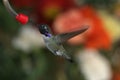 Black Chinned Hummingbird - 2