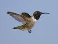 Black-chinned Hummingbird