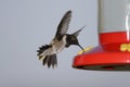 Black-chinned Hummingbird