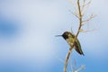 Black-Chinned Hummingbird