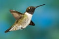 Black-Chinned Hummingbird