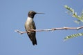 Black-chinned Hummingbird (Archilochus alexandri)