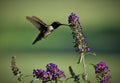 Black chinned hummingbird