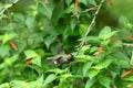 Black chinned hummingbird male, Archilochus alexandri, 9.