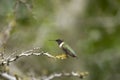 Black-chinned Hummingbird perched