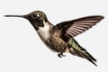 Black-chinned hummingbird, small bird found in western North America