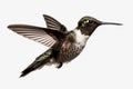 Black-chinned hummingbird, small bird found in western North America