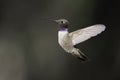 Black-chinned Hummingbird (Archilochus alexandri)