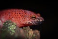 Black-chinned Red Salamander