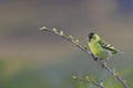 Black-chinned Siskin, Spinus, perched